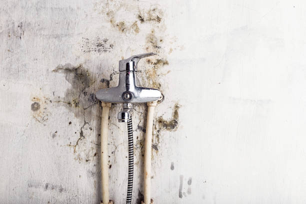 Professional Mold Remediation in North Valley, NM