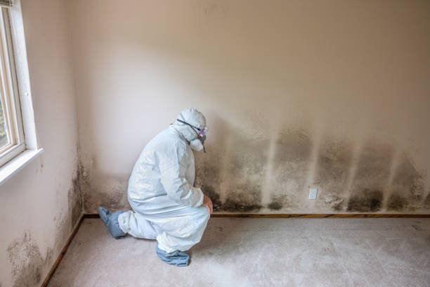 North Valley, NM Mold Remediation Company