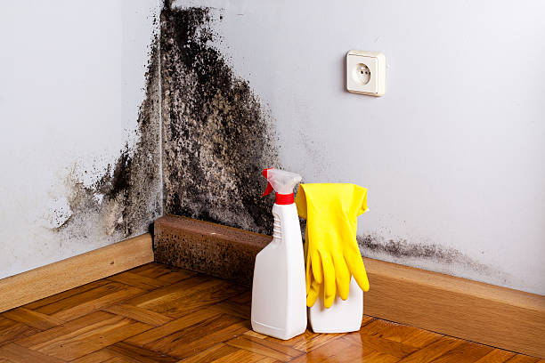 Best Residential Mold Remediation in North Valley, NM