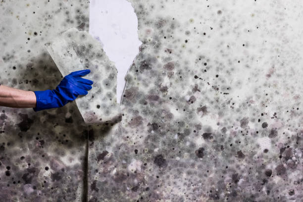 Best Kitchen Mold Remediation in North Valley, NM